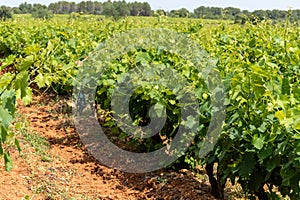 , Costieres de Nimes AOP domain or chateau vineyard, France