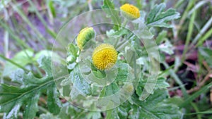 Costmary Tanacetum Balsamita