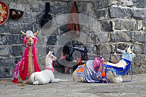 Costumed llamas photo