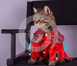 A costumed photo session with a funny cat.Fashion.Stylish cat in clothes.Chinese New Year