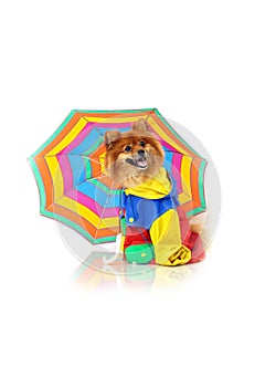 Costumed Pomeranian Rainy