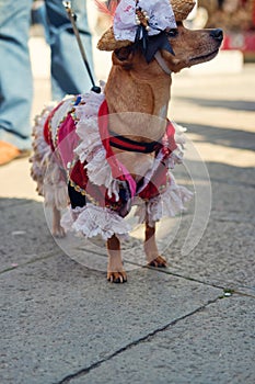 Costumed small dog posing on the street at mask carnival