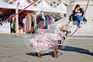 Costumed small dog posing on the street at mask carnival