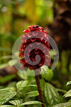 costus barbatus beautiful red flowering plant spiral ginger species