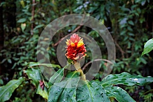 Costus barbatus blossom in the Curicancha Reserve