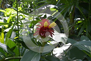 Costus barbatus blossoms in the bush