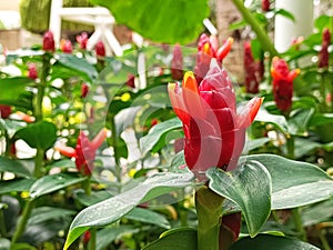 Costus barbatus flower