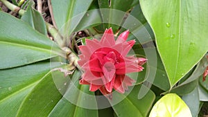 Costus Barbatus Plant