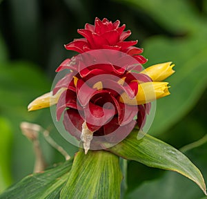 Costus barbatus - spiral ginger flower. Beautiful red and yellow flower.