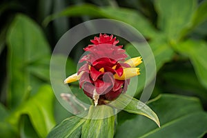 Costus barbatus - spiral ginger flower. Beautiful red and yellow flower.