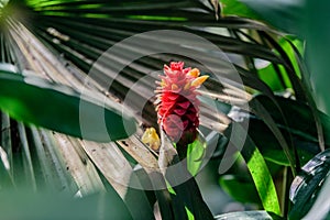 Costus Comosus var. Bakeri - Plant photo