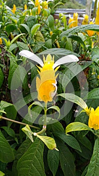 Costus curvibracteatus