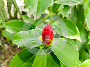 Costus is flowering red in the garden green leaves blooming photo