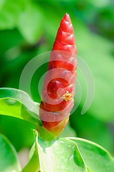 Costus speciosus