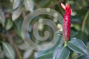 Costus speciosus