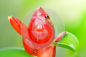 Costus speciosus, Cheilocostus speciosus,Indian Head Ginger flo