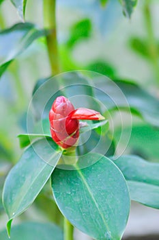 Costus speciosus, Crape ginger or Malay ginger or Spiral flag or Cheilocostus speciosus, Costaceae or Cane reed