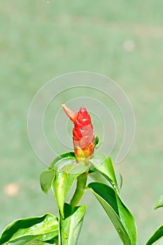 Costus speciosus, Crape ginger or Malay ginger or Spiral flag or Costus speciosus Cheilocostus speciosus, Costaceae or Cane reed