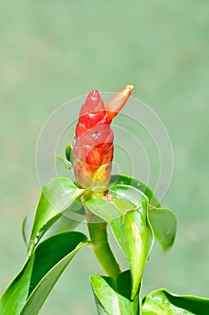 Costus speciosus, Crape ginger or Malay ginger or Spiral flag or Costus speciosus Cheilocostus speciosus, Costaceae or Cane reed