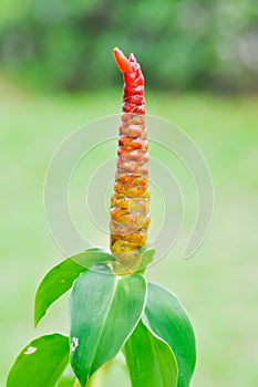 Costus speciosus, Crape ginger or Malay ginger or Spiral flag or Costus speciosus Cheilocostus speciosus, Costaceae or Cane reed