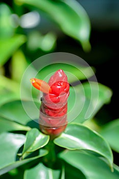 Costus speciosus, Crape ginger or Malay ginger or Spiral flag or Costus speciosus Cheilocostus speciosus, Costaceae or Cane reed