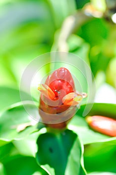 Costus speciosus, Crape ginger or Malay ginger or Spiral flag or Costus speciosus Cheilocostus speciosus, Costaceae or Cane reed