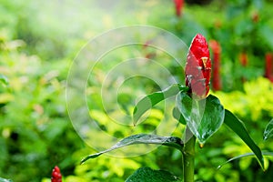 Costus speciosus, Indian Head Ginger in green tropical garden background