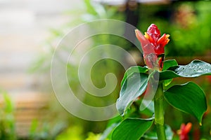 Costus speciosus, Indian Head Ginger in green tropical garden background