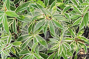 Costus Speciosus plant