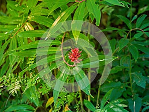 Costus speciosus plant