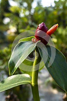 Costus speciosus. Portrait view of red Head Ginger flower in the garden