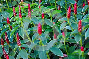 Costus spicatus also known as spiked spiralflag ginger or Indian head ginger is a species of herbaceous plant in the Costaceae fam photo