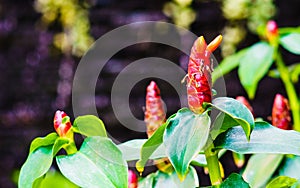 Costus spicatus, also known as Spiked Spirlaflag Ginger or India