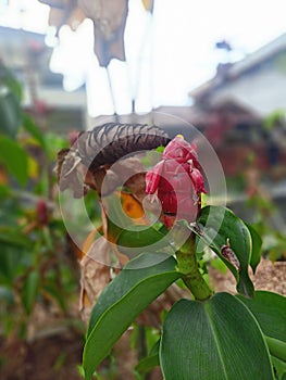 Costus spicatus flower