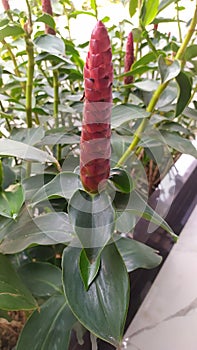 COSTUS SPICATUS FLOWER