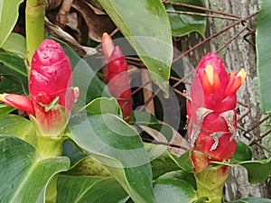 Costus Spicatus- Indian Head Ginger