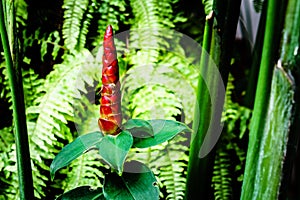 Costus spicatus, or Indian Head Ginger