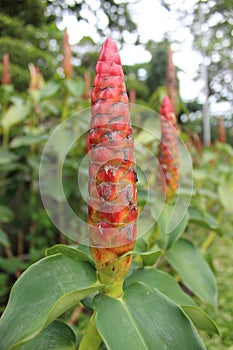 Costus spicatus is a medicinal plant belonging to the Zingiberaceae family. photo