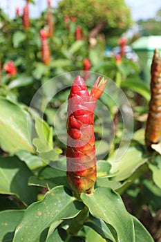 Costus spicatus or pacing pentul is a medicinal plant belonging to the lemur tribe. photo