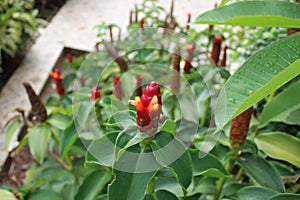 Costus spicatus or pacing pentul is a medicinal plant belonging to the lemur tribe. photo