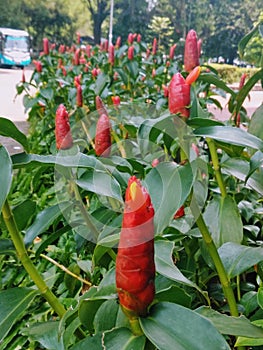 The Costus spicatus plant is a medicinal plant belonging to the Zingiberaceae familly
