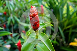 Costus spicatus red flower in tree