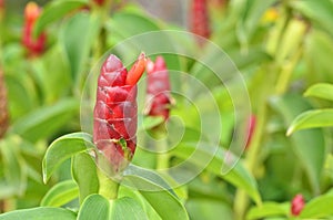 Costus woodsonii
