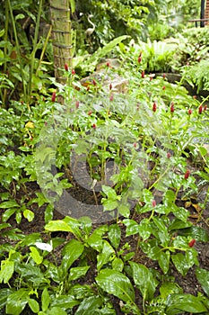 Costus woodsonii flower in garden