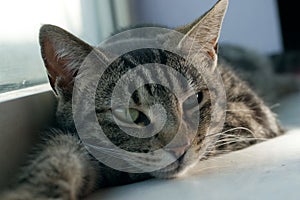 Cosy young striped tabby cat with stretched out paws