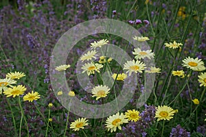 Cota tinctoria Anthemis tinctoria `Golden Rays