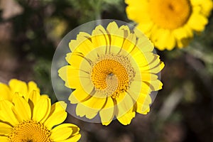 Cota tinctoria Anthemis tinctoria `Golden Rays`