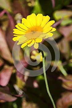 Cota tinctoria Anthemis tinctoria `Golden Rays`