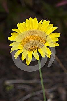 Cota tinctoria Anthemis tinctoria `Golden Rays`