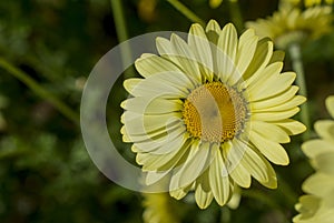 Cota tinctoria Anthemis tinctoria `Golden Rays